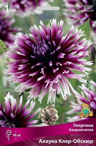 Луковичные Георгина бахромчатая  Алауна Клер-Обскюр