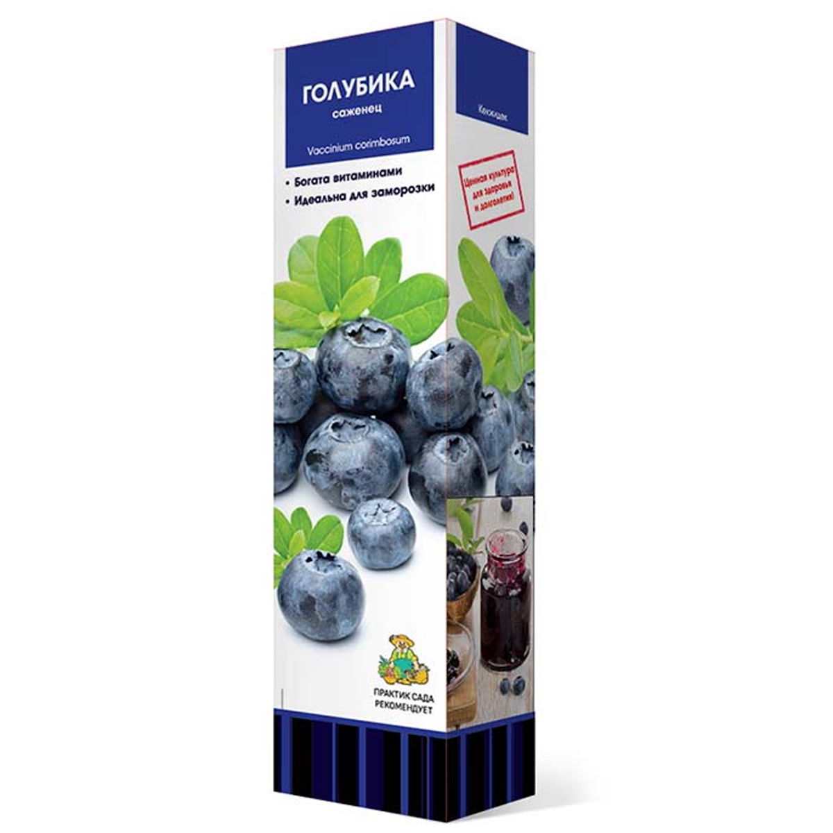 Саженцы Голубика высокорослая Эрлиблю/ЦКор