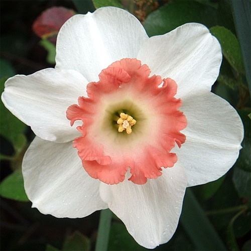 Луковицы Нарцисс крупнокорончатый Пинк Чарм 12-14/К 5шт