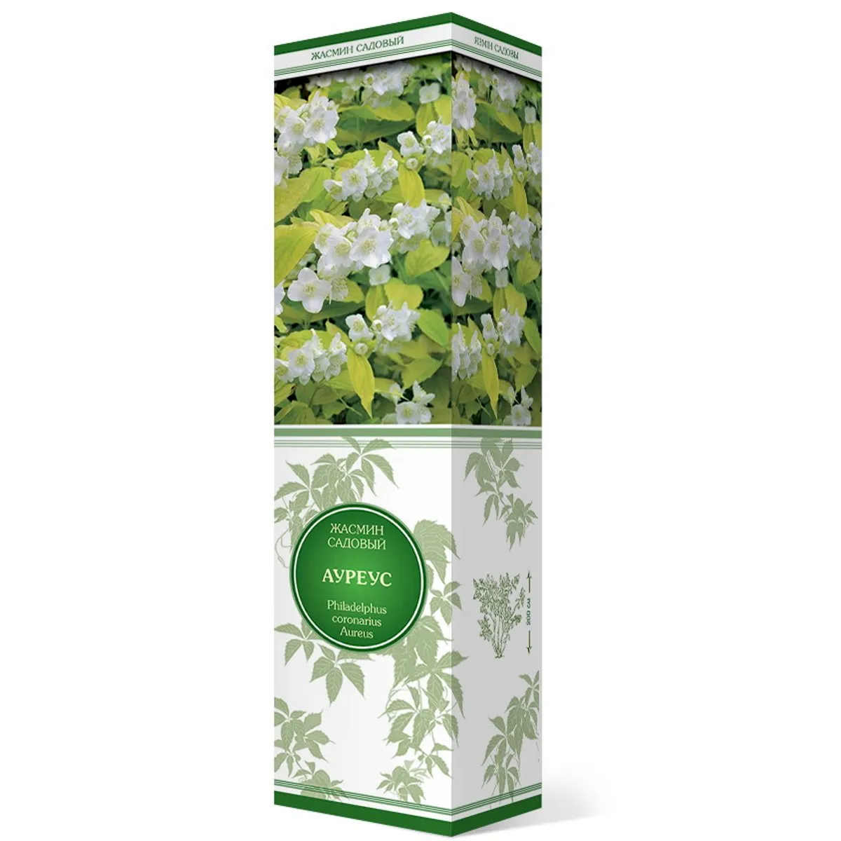 Саженцы Жасмин садовый (Чубушник) Ауреус/ЦКор