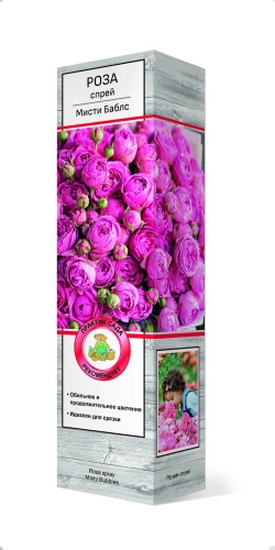 Саженцы Роза спрей Мисти Баблс ЦКор