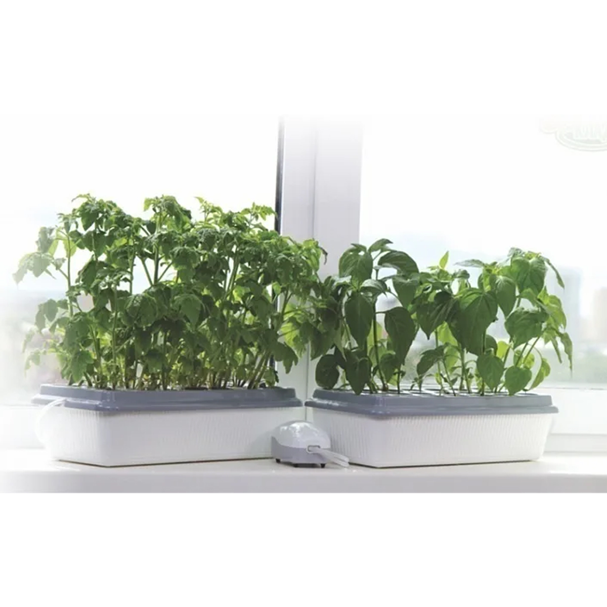 Чудо грядка домашняя двойная "Здоровья КЛАД"