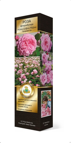 Саженцы Роза Кордес флорибунда Розенграфин Мария Генриетта ЦКор