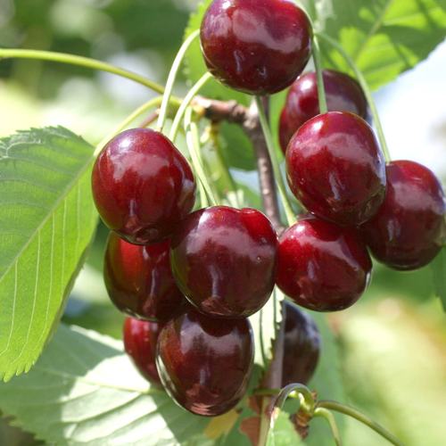 Саженцы Черешня Овстуженка/С