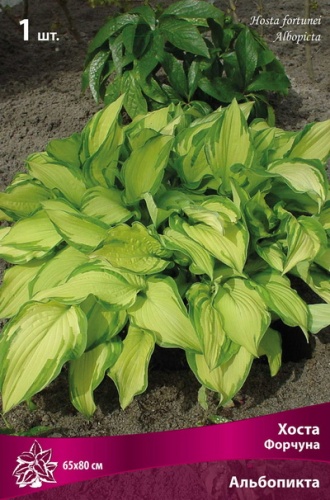 Луковицы Хоста Форчуна Альбопикта , в упак. 1шт.разбор I ML 65*80см.
