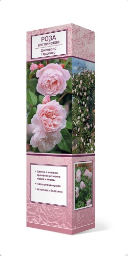 Саженцы Роза английская парковая Дженерос Гарденер ЦКор