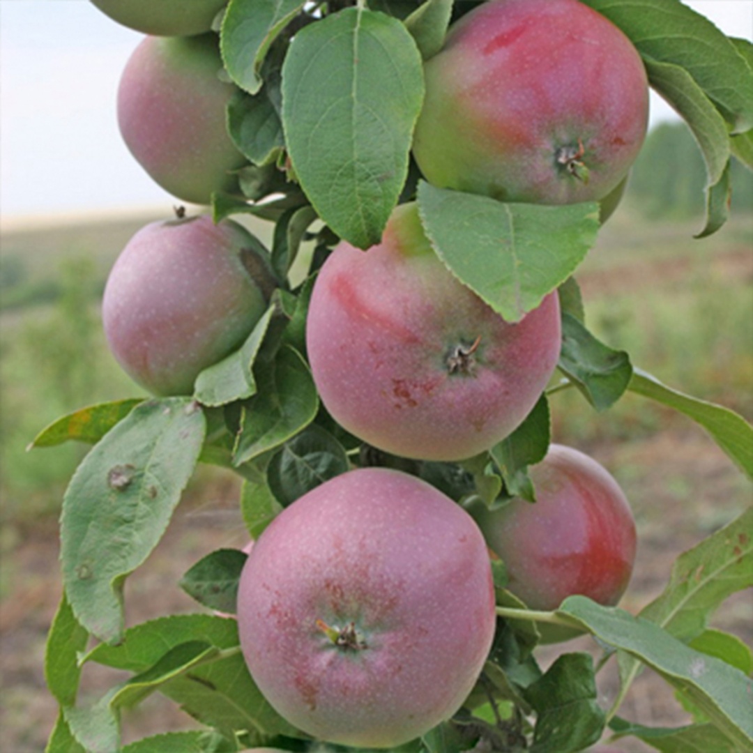 Саженцы Яблоня колонновидная Московское ожерелье Х-2/подвой 54-118 полукарл/С