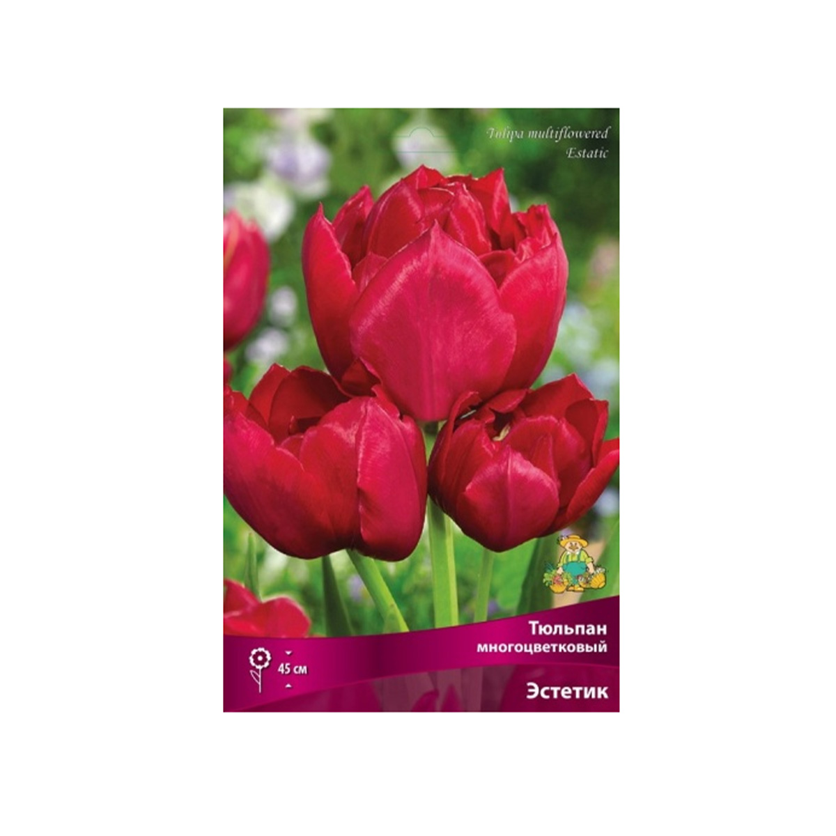 Луковицы Тюльпан многоцветковый Эстетик 11-12/К 10шт