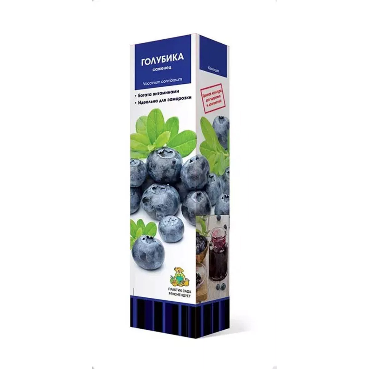 Саженцы Голубика высокорослая Нельсон ЦКор