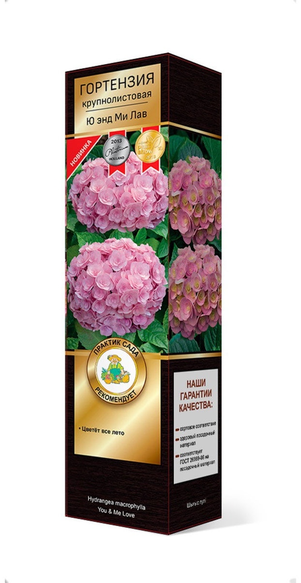 Саженцы Гортензия крупнолистовая Ю энд ми лав/ЦКорЛюкс