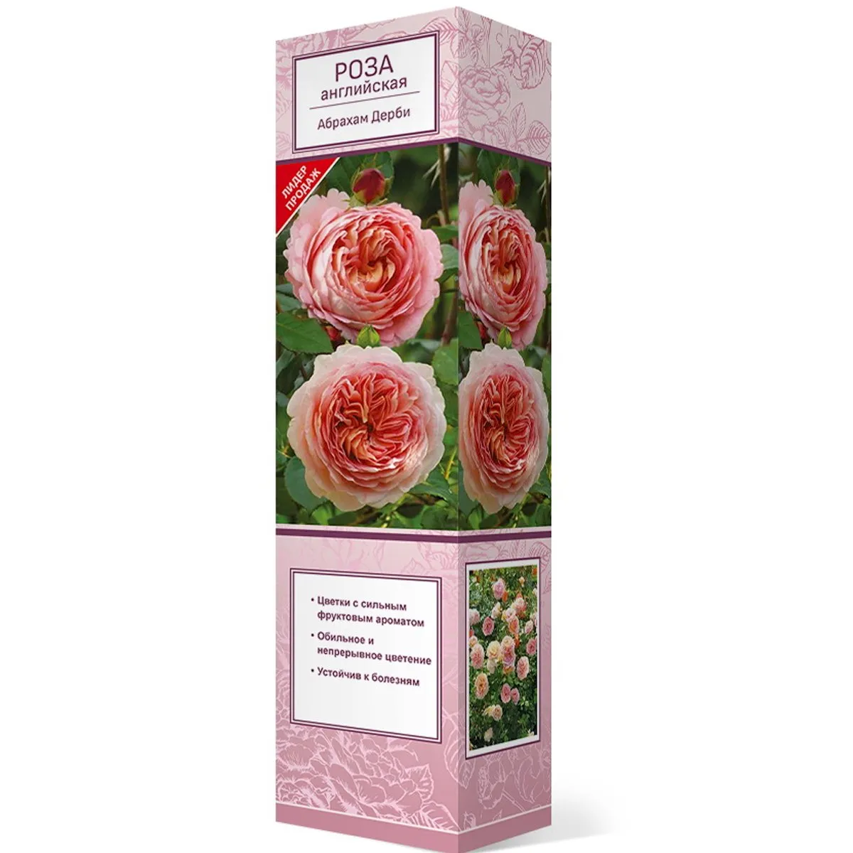 Саженцы Роза английская парковая Абрахам Дерби/ЦКорЛюкс