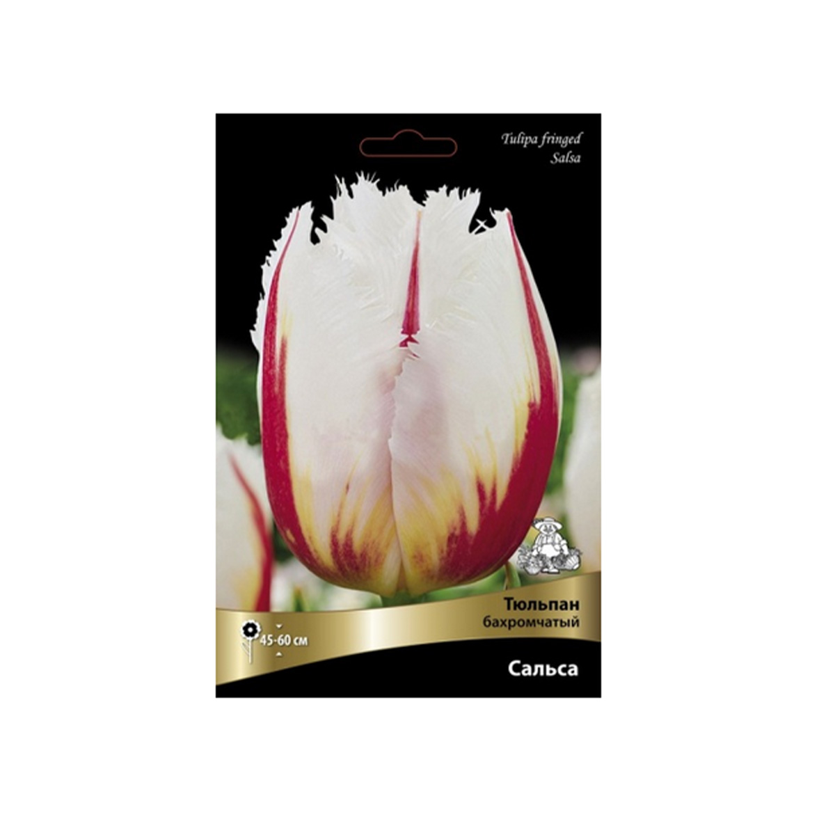 Луковицы Тюльпан бахромчатый Сальса 12+/К 5шт