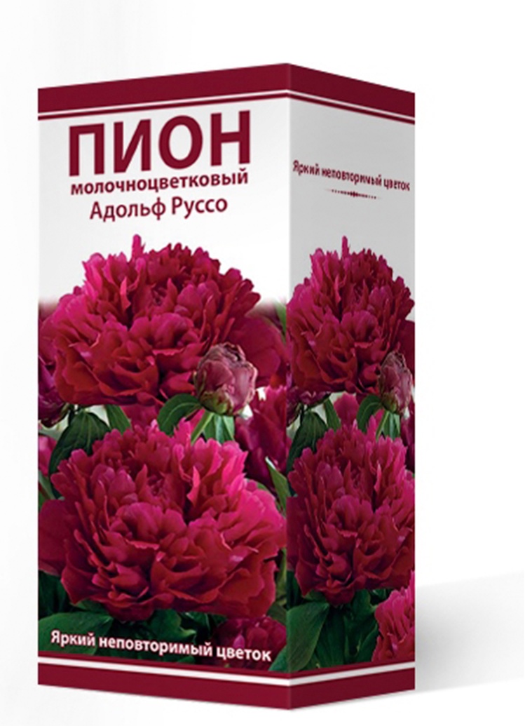 Саженцы Пион молочноцветковый Адольф Руссо 2-3/К