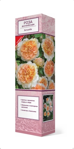 Саженцы Роза английская парковая Батшеба ЦКор