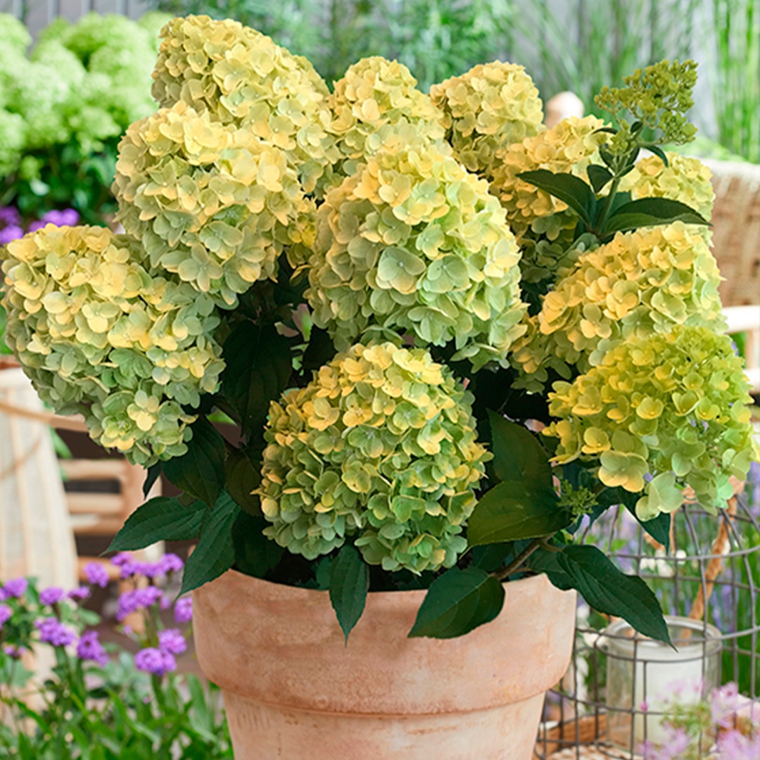 Саженцы Гортензия метельчатая Лемон Лайт/ЦКорЛюкс