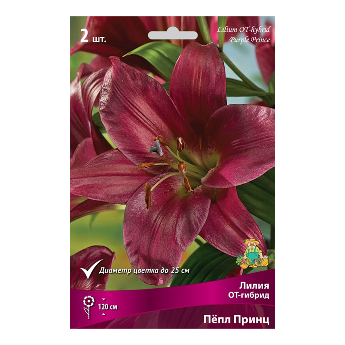 Луковицы Лилия ОТ-Гибрид Пёпл Принц 14-16/К 2шт