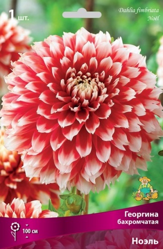 Луковичные Георгина бахромчатая  Ноэль