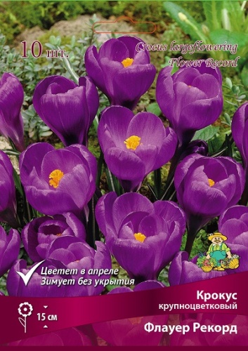 Луковицы Крокус крупноцветковый Флауер Рекорд, в упак. 10шт.разбор 7/8 h 15см.