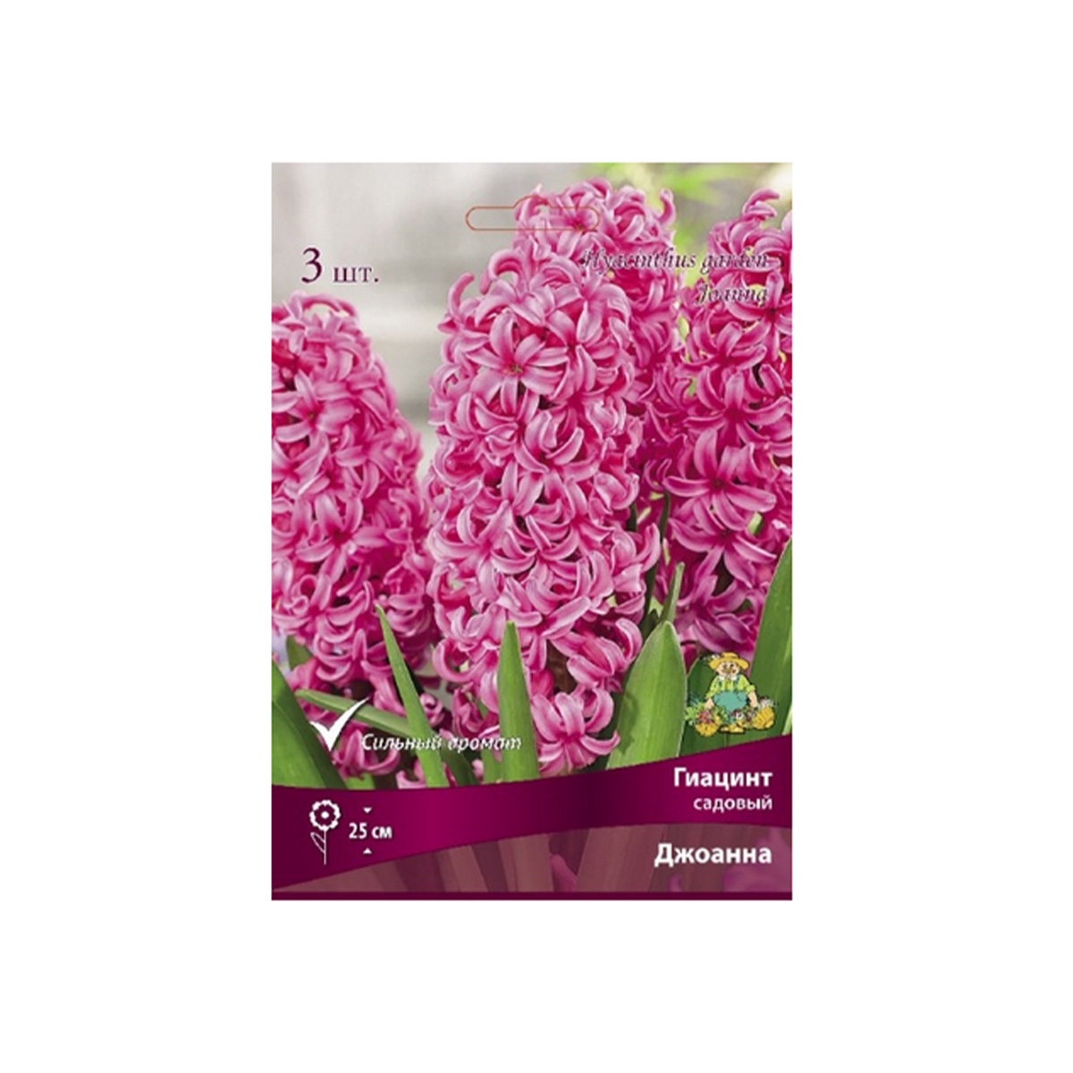 Луковицы Гиацинт садовый Джоанна 14-15/К 3шт