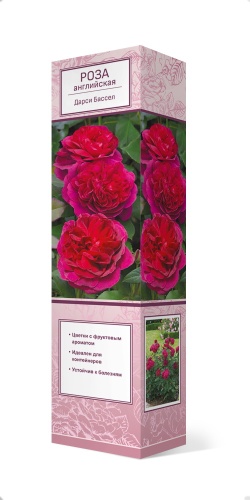 Саженцы Роза английская парковая Дарси Бассел ЦКор