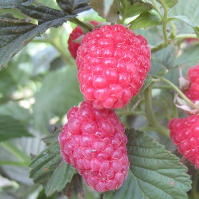 Саженцы Малина традиционные сорта Спутница ЦКор