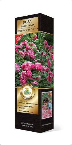 Саженцы Роза флорибунда Леонардо да Винчи ЦКор