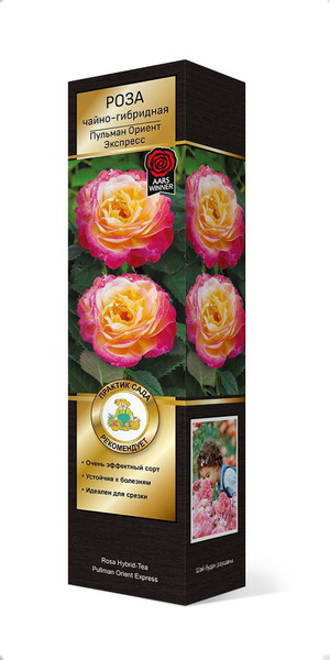 Саженцы Роза чайно-гибридная Пульман Ориент Экспресс ЦКор