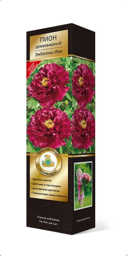 Саженцы Пион древовидный (привитый на пион травянистый) Люкс Эмбелиш Инк ЦКор
