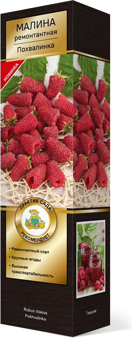 Саженцы Малина ремонтантные сорта Похвалинка/ЦКорЛюкс