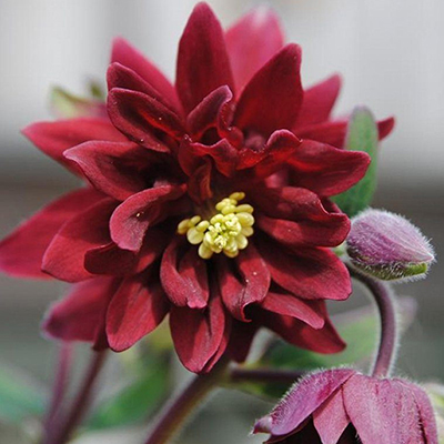 Луковицы Аквилегия обыкновенная Руби Порт