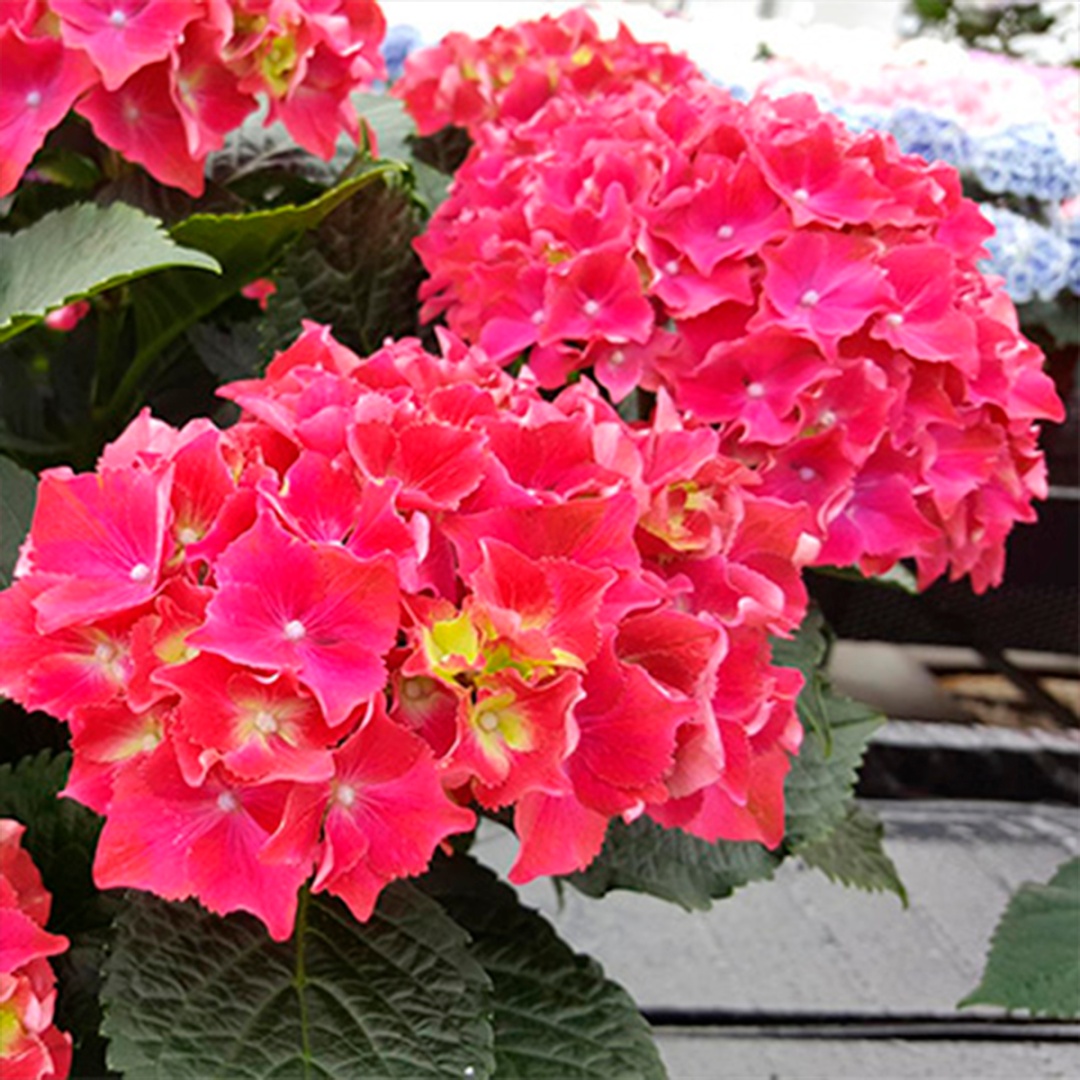 Саженцы Гортензия крупнолистовая Роял Ред/ЦКор