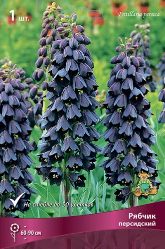 Луковицы Рябчик Персидский 18-20/К