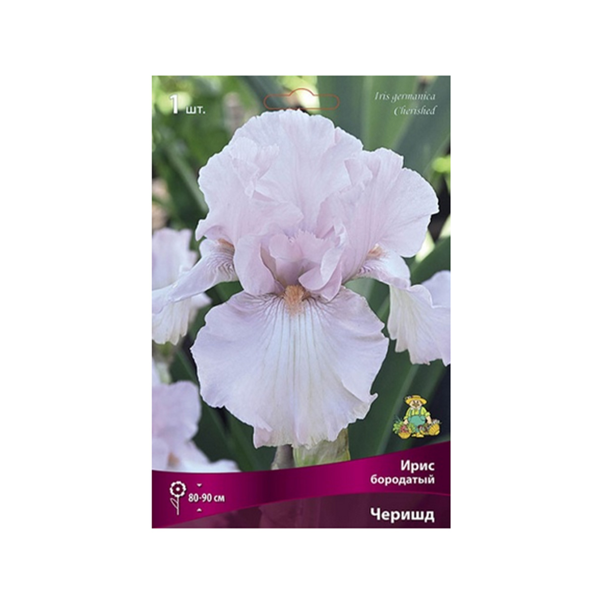 Луковицы Ирис бородатый Черишд/К