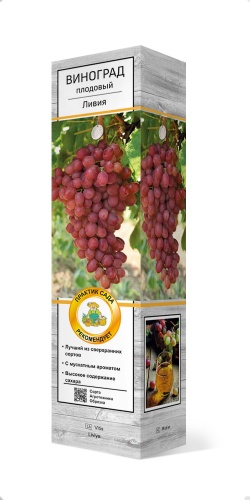 Саженцы Виноград плодовый Ливия ЦКор