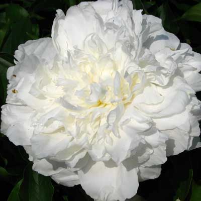 Саженцы Пион молочноцветковый Ширли Темпл 2-3/Кор