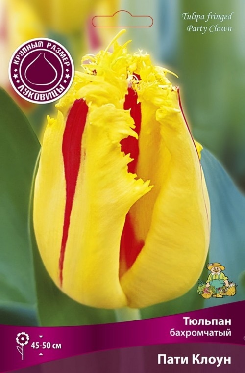 Луковицы Тюльпан Бахромчатый Пати Клоун 12+/К 5шт