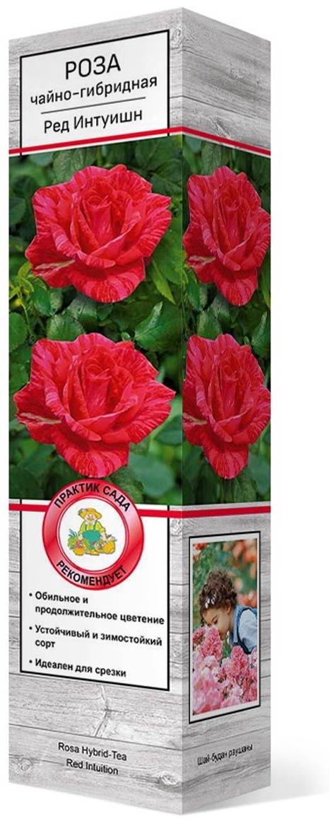 Саженцы Роза чайно-гибридная Ред Интуишн/ЦКор
