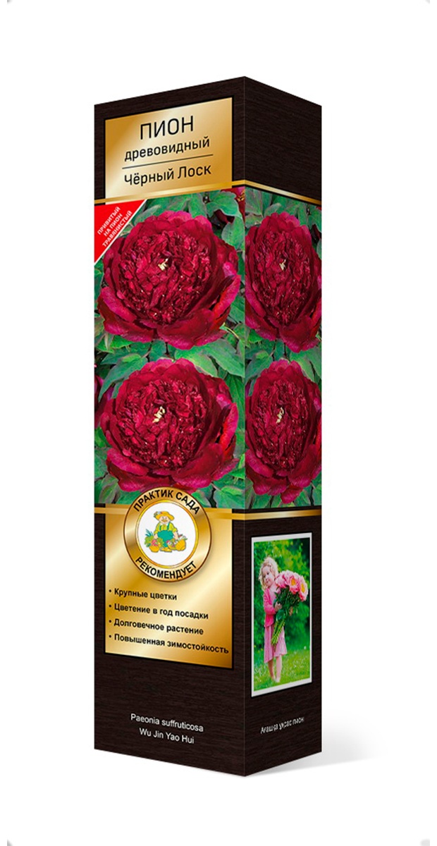 Саженцы Пион древовидный Черный Лоск/ЦКорЛюкс