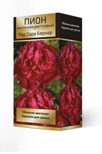 Луковичные Пион молочноцветковый  Ред Сара Бернар *
