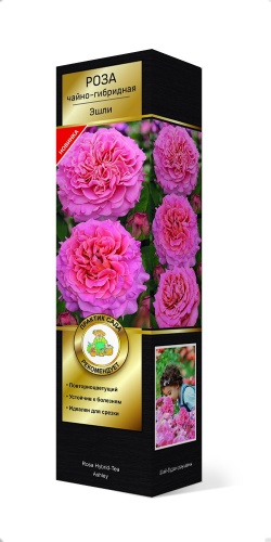 Саженцы Роза Тантау чайно-гибридная Эшли ЦКор