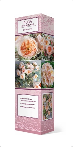 Саженцы Роза английская парковая Джульетта ЦКор