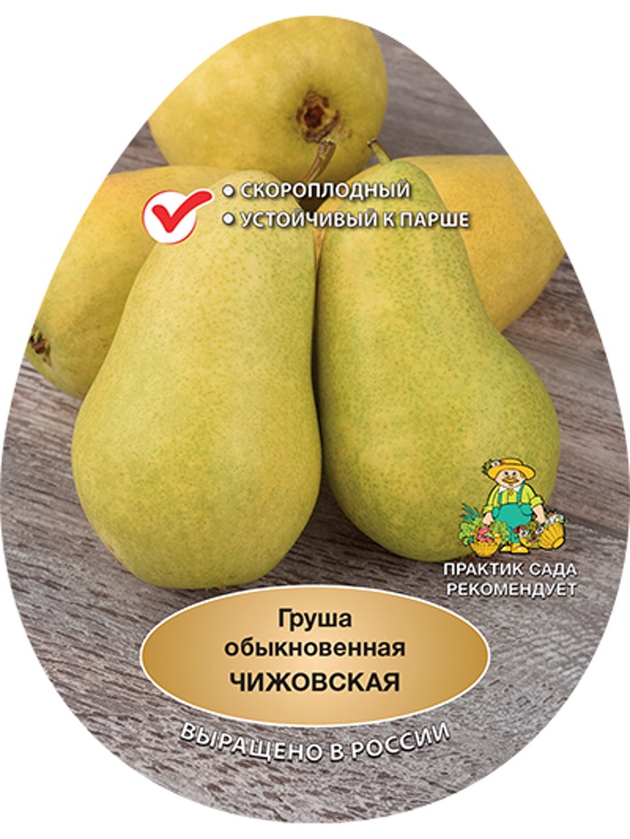 Саженцы Груша (подвой семенной, груша лесная) Чижовская