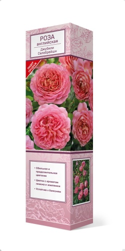 Саженцы Роза английская парковая Джубили Селебрейшен ЦКор