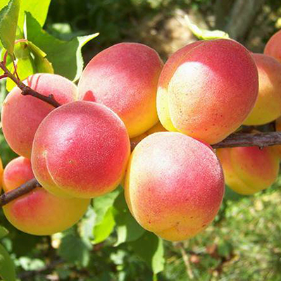 Саженцы Абрикос (подвой семенной, абрикос) Краснощекий