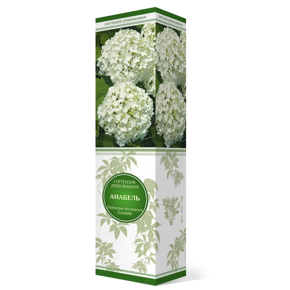 Саженцы Гортензия древовидная Анабель/ЦКор