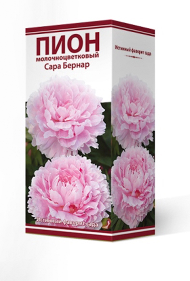 Саженцы Пион молочноцветковый Сара Бернар 2-3/К