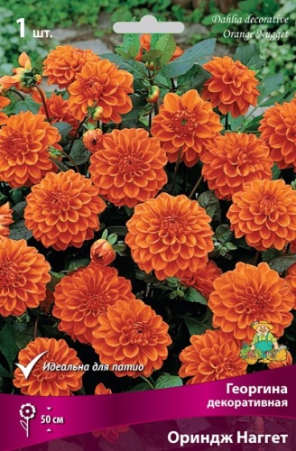 Луковичные Георгина декоративная  Ориндж Наггет
