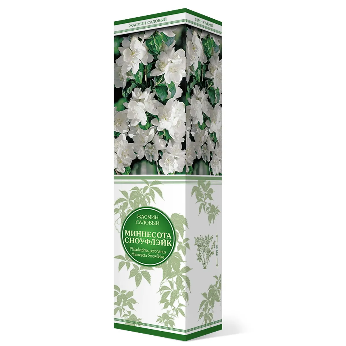 Саженцы Жасмин садовый (Чубушник) Миннесота Сноуфлэйк/ЦКор
