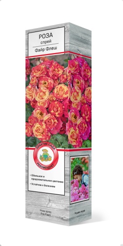 Саженцы Роза спрей Файр Флеш ЦКор