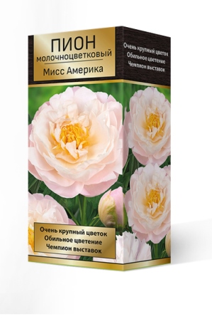 Луковичные Пион молочноцветковый  Мисс Америка  *